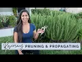 Download Lagu The Complete Guide to Pruning \u0026 Propagating Rosemary