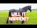 Download Lagu Will Reintje’s Foal Finally Be Born!? How Will the Night Go? | Who Is Who?? | Friesian Horses