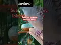 Download Lagu PIKAT perkutut lokal master pikat sudah terbukti kesaktiannya..........