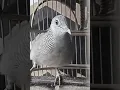 Download Lagu Burung Perkutut Lokal Gacor Suara Keras Sangat Ampuh Untuk Pancingan Nyarus Dengan Cepat