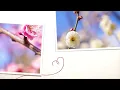 《梅花》 Mei Hua - Teresa Teng /鄧麗君 (Live Concert 1984) 中華民國國花-梅花｜雲遊客JTourist
