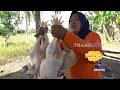 Download Lagu [FULL] MASAKAN UNIK ALA EMAK ENAH | ENAH BIKIN ENAK (02/06/25)