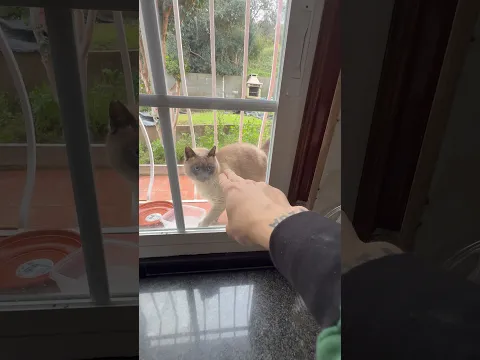 Dos dedos y es un gato feliz