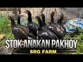 Download Lagu UPDATE TERNAK AYAM PAKHOY DI KANDANG SRG FARM