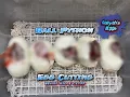 Ball Python Egg Cutting Aaliyah s eggs