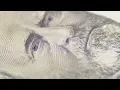 Slow Rotating Portrait of President Grant of Fifty Dollars Bill in Stock Footage - hive