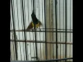 Download Lagu Story wa burung sogon #kicau sogok ontong