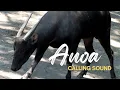 Download Lagu Anoa Calling Sound