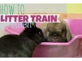 HOW TO LITTER TRAIN A RABBIT