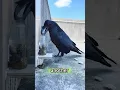 Download Lagu Kraai is de meest intelligente vogel 🐦‍⬛🐦‍⬛#shots #slim #vogels #grappig