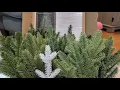 Balsam Hill Branch Sample Kit 25 trees to choose from