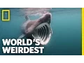 Reuzenhaaien die uit het water springen | De vreemdste ter wereld