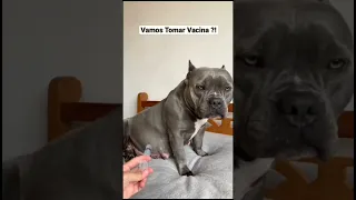 كلب يعض صاحبو دكتور تطعيم Dog اكبر إبرة 