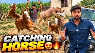 We Caught a Wild Mare & Her Baby in the Fields! 😱🐴