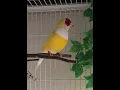 Download Lagu Burung Finch Lady Gouldian Bernyanyi