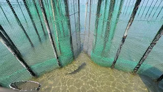 魚を壁の隙間に追い込む漁