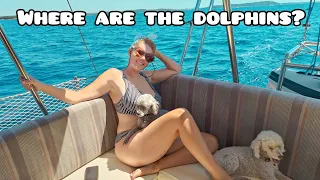 A new crew member, and we finally find the dolphins!
