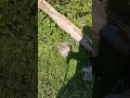 Deli Divane Sezen Aksu Video: M'S