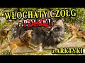 Download Lagu Żył na Ziemiach POLSKI - Piżmowół Arktyczny - Pozostałość Epoki Lodowcowej
