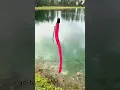 Favorite Pond Fishing Bass Baits