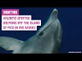 Lagu Beautiful Atlantic spotted dolphins in the Azores