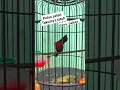 Download Lagu Konin gaya bebas ngobra💥💥#kolibrininja #ngobra #konin #kni #koninmania #bird #kicaumania #burung