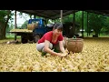 Lagu Too Many Ducklings! Selling 230 Newly Hatched Ducklings to Villagers