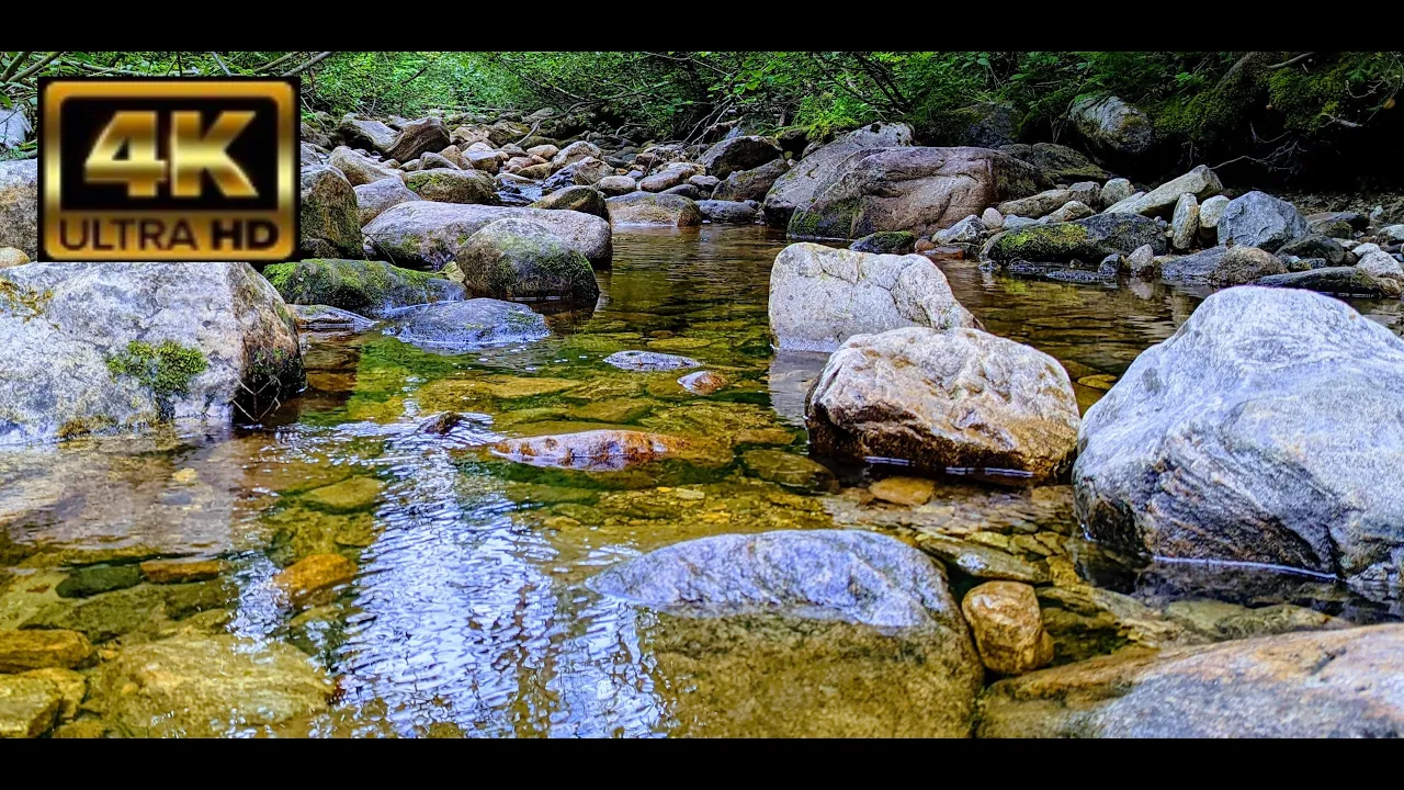 Relaxing Forest Creek With Sounds [Calming][Serene][Nature][4K][Stream]