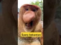 Download Lagu #short  suara bekantan jantan memanggil kawanan nya
