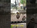 Download Lagu paok panca warna. burung eksotis yang mempesona.