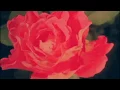 AESTHETIC GIF Montage - Life