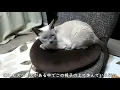 低座椅子の上でまったりしてなかなか動こうとしないララの様子です！