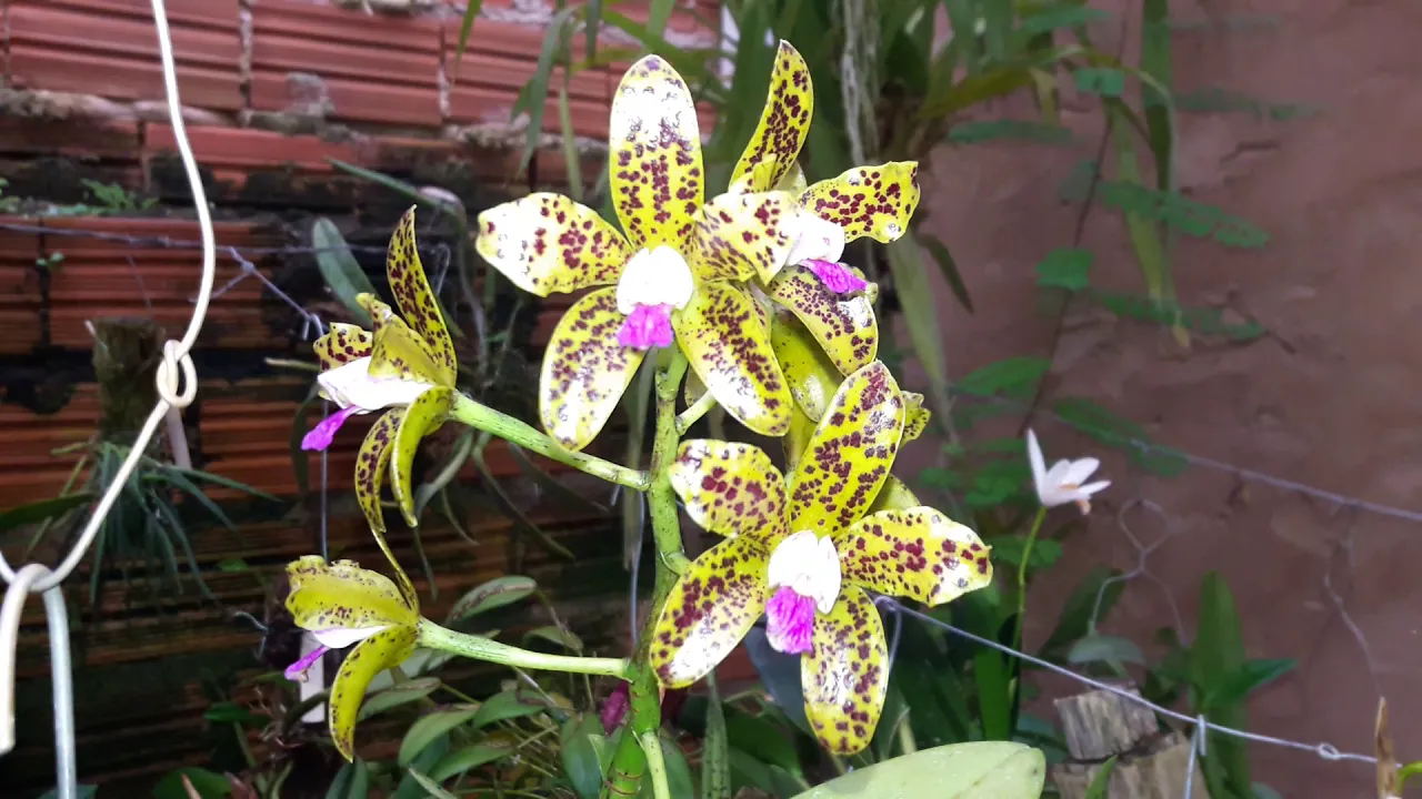 A ADAPTAÇÃO DAS ORQUIDEAS...PQ ELAS Ñ FLOREM...GUTTATA TIPO 7 VIDAS