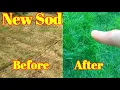 Laying Sod - How to Make New Sod Grow