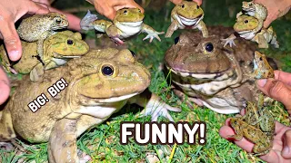 catch colorful funny frogs laughter of famous frogs popular frog comedy