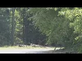 Aiken County deputies shot suspect in Aiken County
