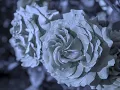 薔薇は美しく散る／アニメ『ベルサイユのばら』より／ピアノソロ