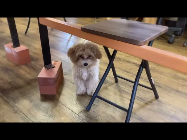 動画