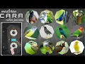 Download Lagu GABUNGAN SUARA BURUNG MASTERAN UNTUK KONTES STANDAR NASIONAL SERING DI LIRIK JURI