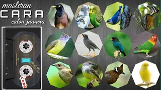 gabungan suara burung masteran untuk kontes standar nasional sering di lirik juri