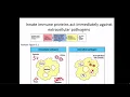 Immunology Fall 2019 Lecture 3 Antimicrobial Peptides and Complement