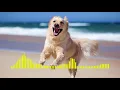 Download Lagu Dog Barking - Ringtone short
