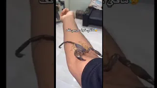 عقرب تمشي على يده   دندنها