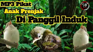 Suara Pikat Burung Prenjak Merah,Prenjak Tamu Momong Anak