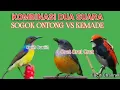 Download Lagu suara pikat sogon vs kamade  sangat ampuh sudah terbukti