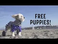 FREE PUPPIES Trailer