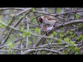 Relaxing Bird Sounds for Sleep, Focus & Calm | Morning Birds Singing with No Music