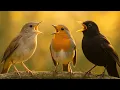 Relaxing Bird Sounds for Sleep Focus Calm Morning Birds Singing with No Music
