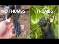 Why These Monkeys Have No Thumbs