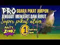Download Lagu Pikat cucak jenggot ribut dan suara betina kejepit ampuh untuk pikat jenggot Jawa Sumatra dan bali